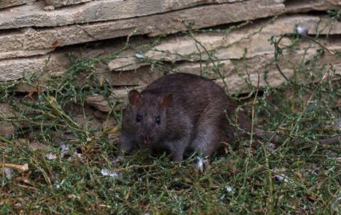 A rat